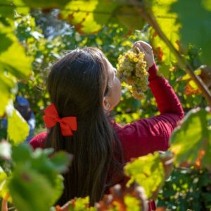 VENDANGES LOUSADA PORTUGAL GUIDE COMPLET CRISPELOMUNDO CRISSTILBEN2410