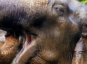 mejor época para ir a Tailandia (4)